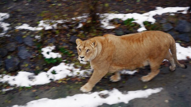 Una hermosa leona roja regordeta camina en una reserva nevada Gato salvaje mira la cámara Protección de animales salvajes Preservación de la población