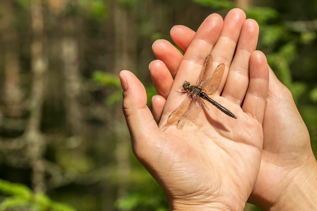 Foto hermosa libélula con un ala dañada se sienta en un ser humano sus manos día soleado de cerca