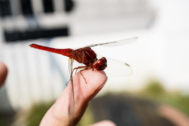 hermosa libélula de color rojo sentado en el dedo humano