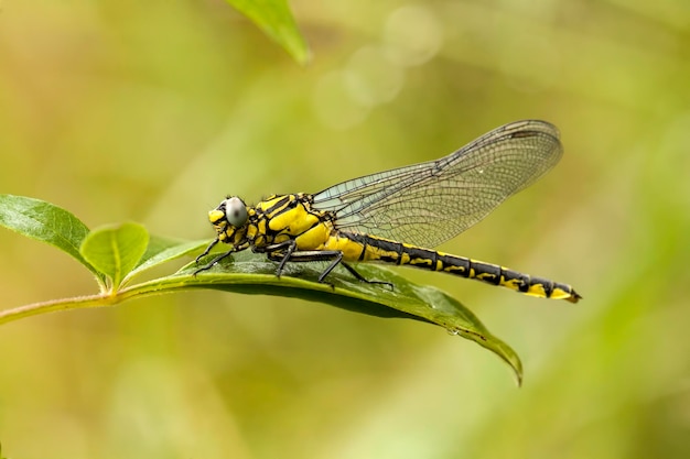 Hermosa libélula de la escena de la naturaleza. Muestra de ojos y detalle de alas.