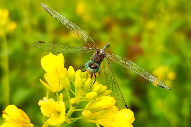 La hermosa libélula en la flor de mostaza