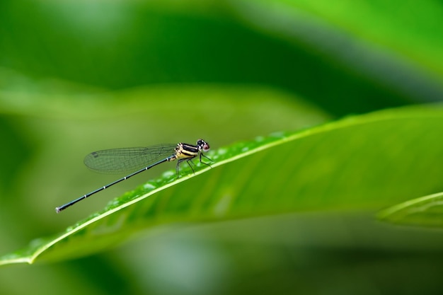 Hermosa libélula en hoja verde