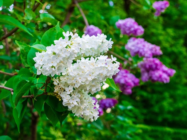 Hermosa lila blanca y morada en un jardín botánico de cerca