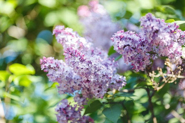 Hermosa lila morada en el jardín de verano a la luz del día