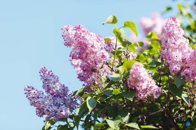Hermosa lila púrpura floreciente en un jardín de verano contra un cielo azul