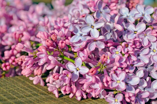 Hermosa lila sobre un fondo de madera Flores lilas moradas como fondo
