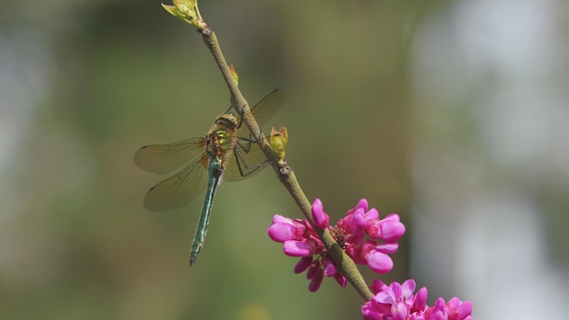 La hermosa y linda libélula colgando de una planta en flor la delicada belleza de la libélula se sienta en los judas rosados