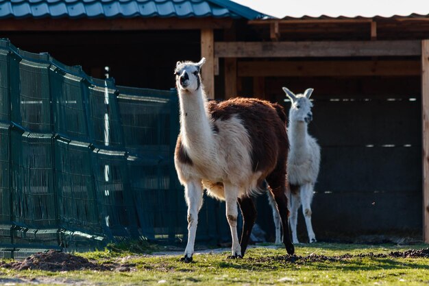 Hermosa llama caminando sobre la hierba verde