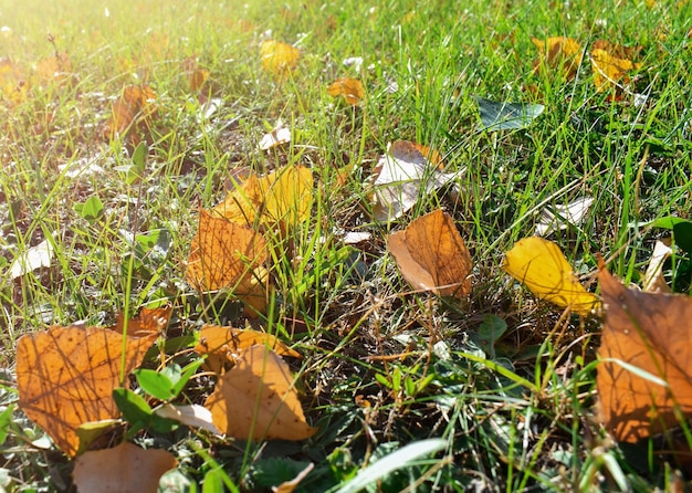 Hermosa luz de la mañana en el prado coloridas hojas de otoño en el sol rayos de sol Hojas de otoño primer plano luz brillante