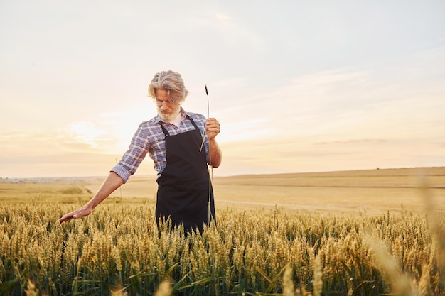 Hermosa luz del sol Hombre elegante senior con cabello gris y barba en el campo agrícola con cosecha