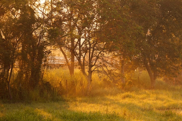 Hermosa luz del sol de la mañana a través de un árbol en el bosque