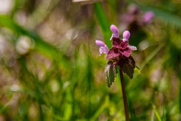 Hermosa macro de flores silvestres de primavera