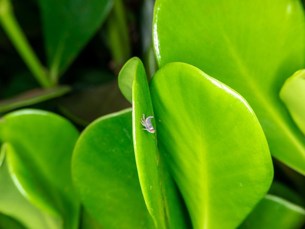 Hermosa macro de insectos de todos los colores.