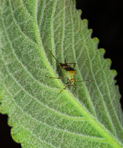 Hermosa macro de insectos de todos los colores.