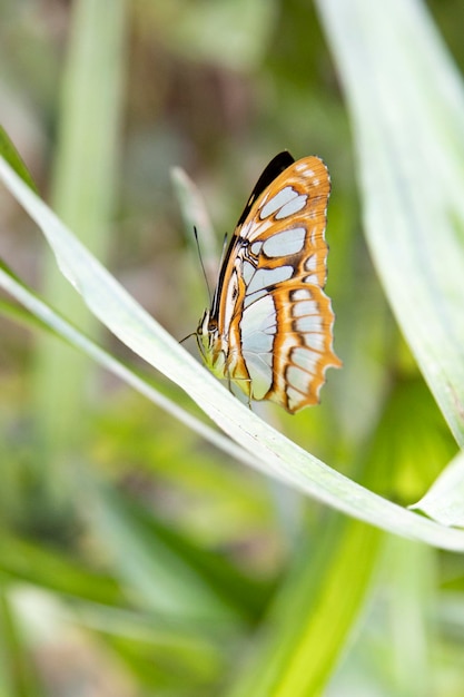 Hermosa macro mariposa sentada en una planta con hojas verdes