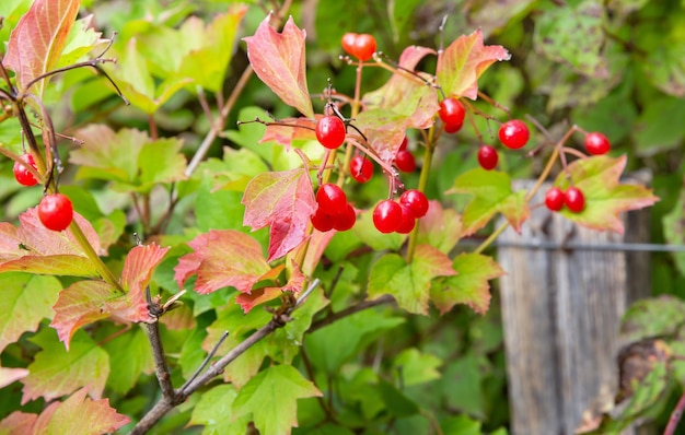 Hermosa macro de otoño de bayas rojas