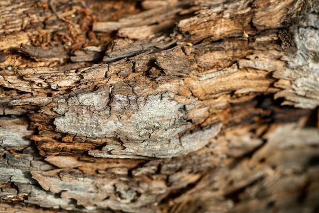 Hermosa madera texturizada