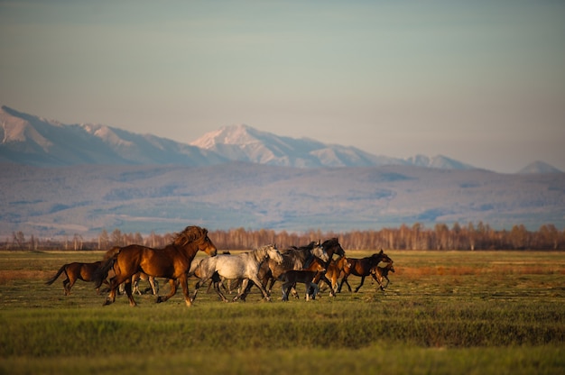 Hermosa manada de caballos de bahía pasta en las montañas al atardecer, increíble fondo natural soleado hipster.