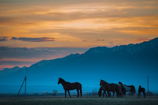 Hermosa manada de caballos de bahía pasta en las montañas al atardecer, increíble fondo natural soleado hipster.