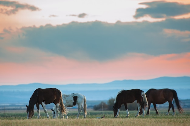 Hermosa manada de caballos de bahía pasta en las montañas al atardecer, increíble fondo natural soleado hipster.