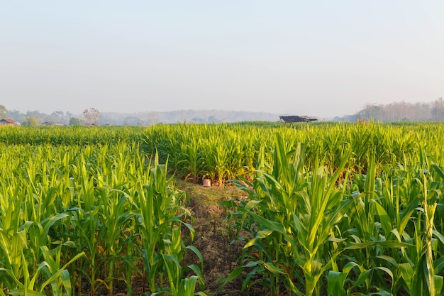 Hermosa mañana el campo de maíz