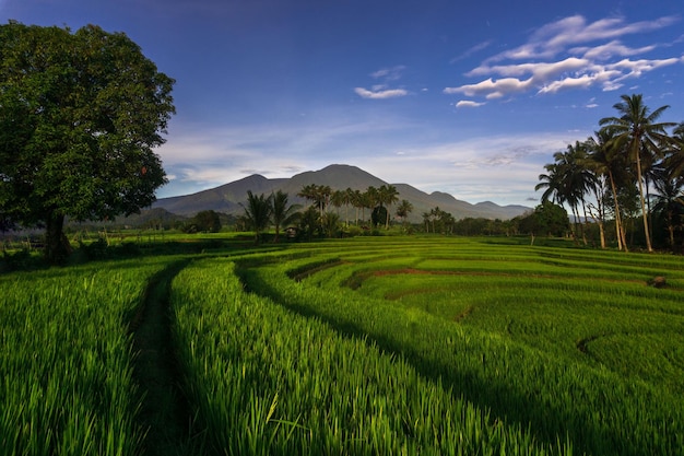 Hermosa mañana ver indonesia Panorama Paisaje arrozales con belleza color y cielo natural l