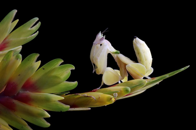 Hermosa mantis orquídea amarilla en bud con fondo aislado