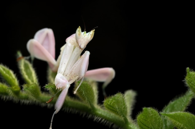 Hermosa mantis orquídea en hojas verdes