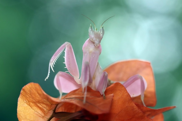 Hermosa mantis orquídea rosa en flor con fondo natural