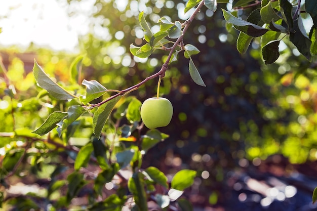 Hermosa manzana verde sabrosa en la rama del manzano en huerto. Cosecha de otoño en Garden Village