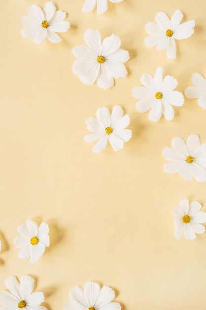 Una hermosa manzanilla blanca, flores de margarita en amarillo pálido.