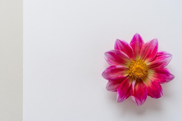 Foto hermosa maqueta de encantadora flor de dalia sobre papel blanco