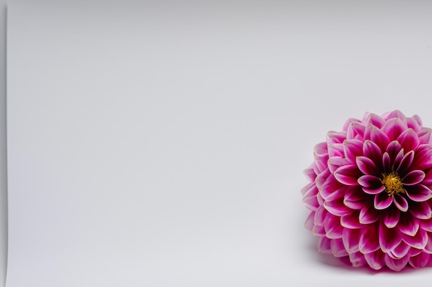 Hermosa maqueta de encantadora flor de dalia sobre papel blanco