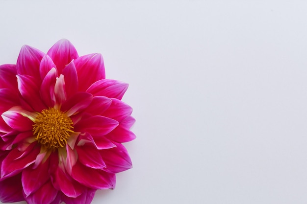 Hermosa maqueta de encantadora flor de dalia sobre papel blanco