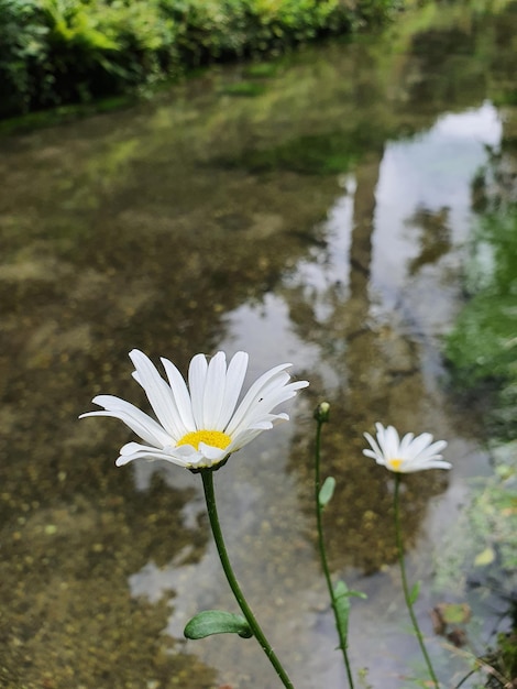 hermosa margarita cerca del río