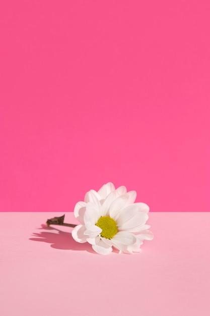 Foto hermosa margarita con fondo rosa