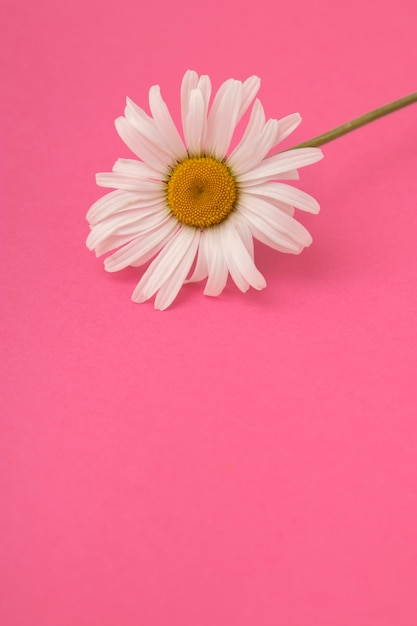 Hermosa margarita con fondo rosa