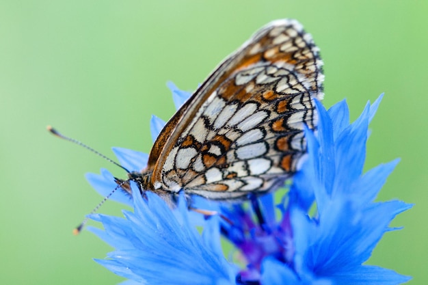 Hermosa mariposa abigarrada en una flor de aciano azul hermoso fondo natural