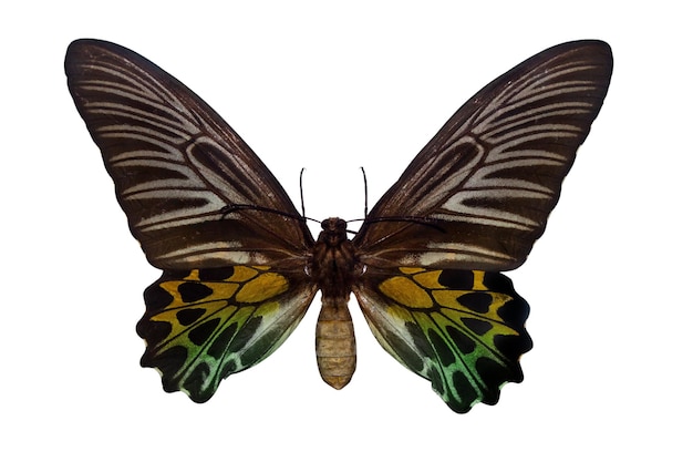 Foto hermosa mariposa aislada sobre un fondo blanco