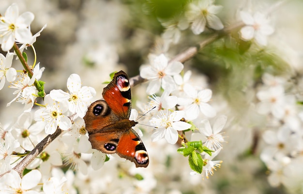 Hermosa mariposa Almirante Vanessa atalanta en las ramas de los cerezos en flor Fondo de primavera Primer plano Enfoque selectivo