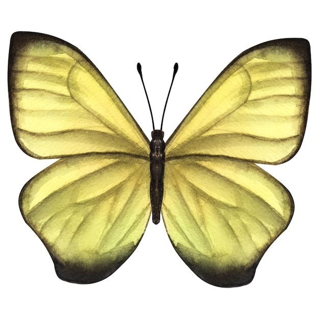 Hermosa mariposa amarilla Ilustración acuarela dibujada a mano aislada sobre fondo blanco