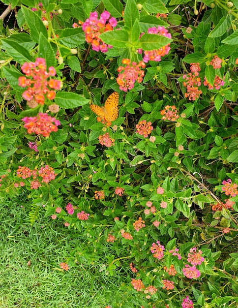 Hermosa mariposa amarilla en Lantana camara flores en el jardín