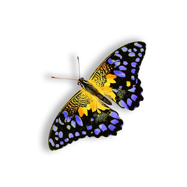 Hermosa mariposa amarilla natural con manchas azules aisladas sobre fondo blanco