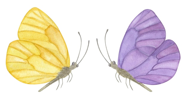 Hermosa mariposa amarilla púrpura pastel Ilustración de acuarela dibujada a mano aislada sobre fondo blanco Puede usarse para póster de tarjeta