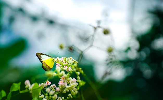 Hermosa mariposa amarilla sobre flores de enredadera rosa en un jardín Concepto de fondo de primavera y naturaleza