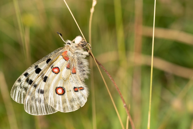 Foto hermosa mariposa apolo blanca con manchas rojas y negras en el