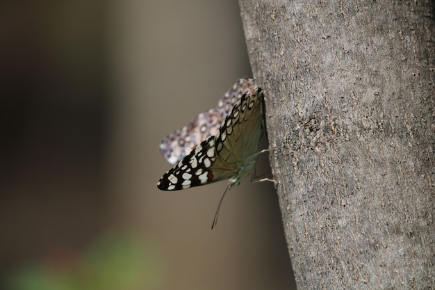 Hermosa mariposa en un árbol de cerca