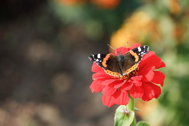 Hermosa mariposa se asienta sobre una flor roja en la naturaleza. Foto de alta calidad