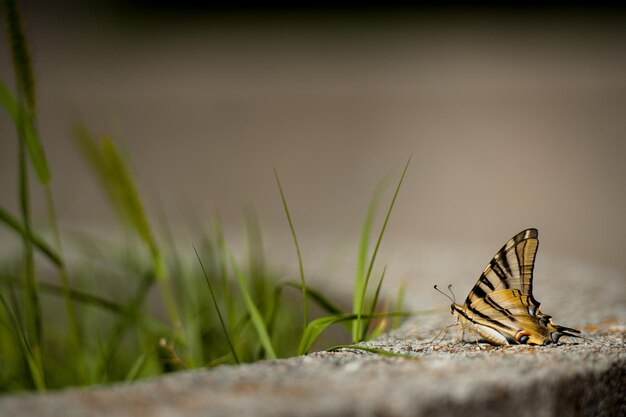 Una hermosa mariposa se asienta sobre una losa de hormigón.