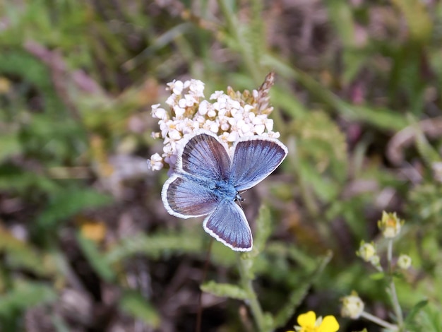 Una hermosa mariposa azul se asienta sobre plantas en un entorno natural